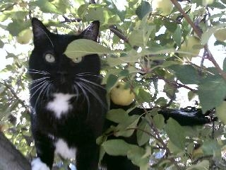 Charlie the cat copy