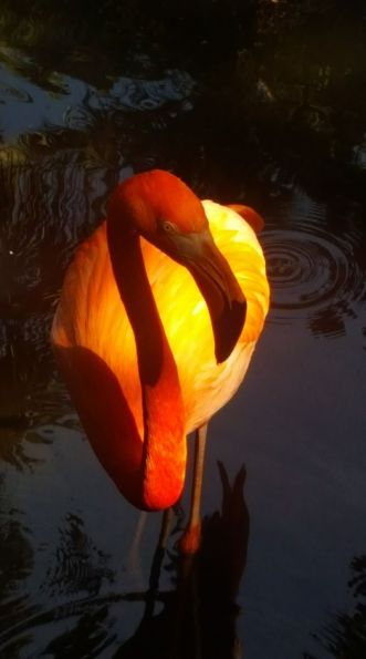 16602123_10212602166119677_2713263141733885746_o.jpg .jpg (rose rohlfing Pennell) copy