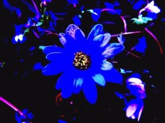 plants_flower_blue_anemone