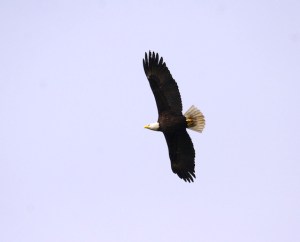 dreamstimefree_1976834