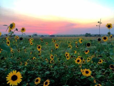 21106771_1155047444639714_7672136536704476226_n