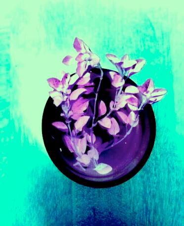 12108309_10153678699729284_5391431714971001118_n