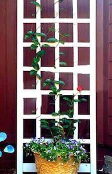 21034654_1154642344680224_4885779935572088862_n copy