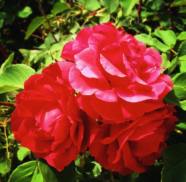 20155829_1130970120380780_8158633443539791559_n