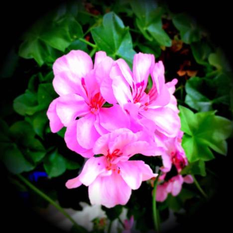 20264851_1134598406684618_5639722874951275297_n