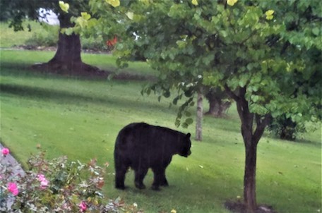 Black bear in our yard in Asheville, NC