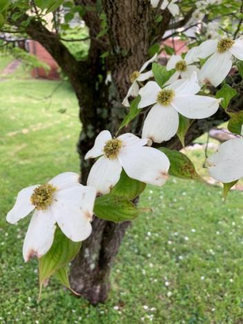 white dogwood,Pat Hope