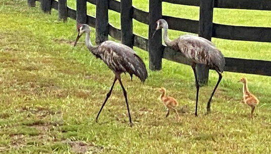 Joe Murphy, Linda Holste, (joseph.f.murphy@vanderbilt.edu), Sandhill Crane, Outlook-5mrdstgf