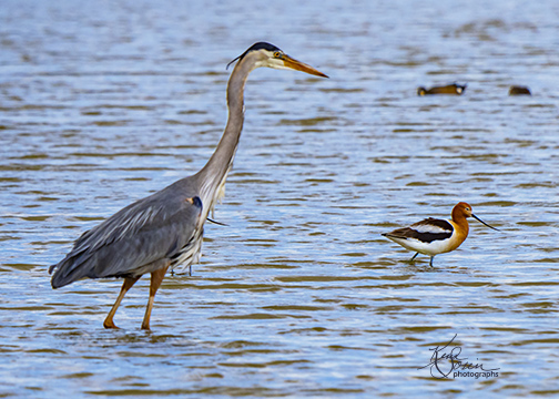 Kim Sosin-kosin@gmail.com, _4221387 copy