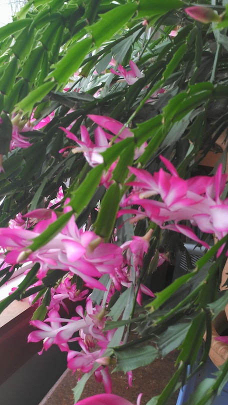 Margaret Fox, foxblue1973@gmail.com, P_20191206_131223_vHDR_On