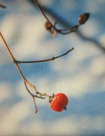 IMG_2592[2305843009214502777] (3)