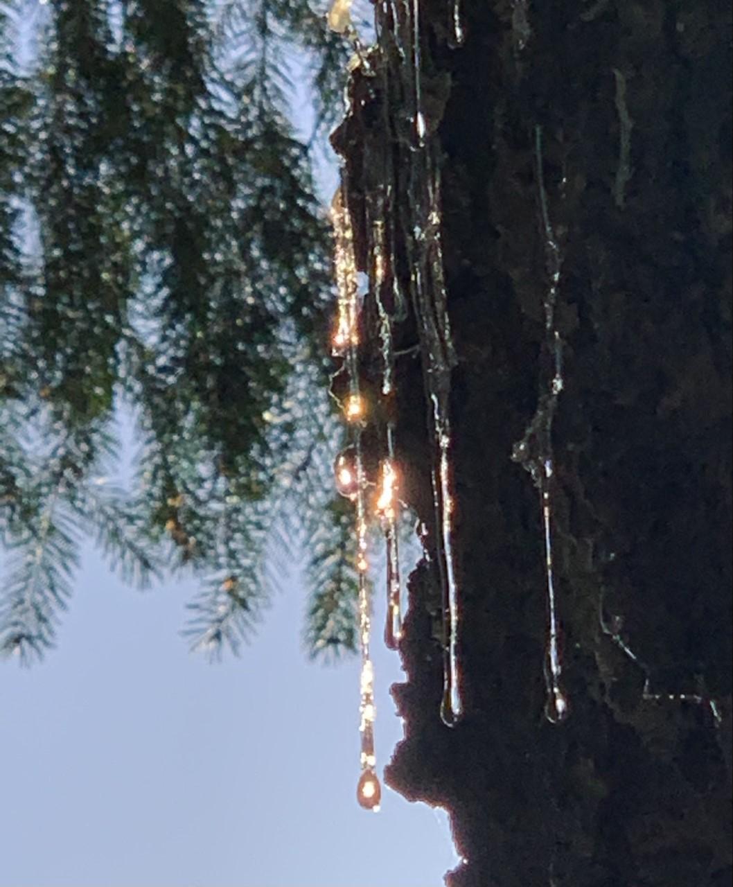 Charmel Herinckx--Forest Grove, OR--charmel44@hotmail.com