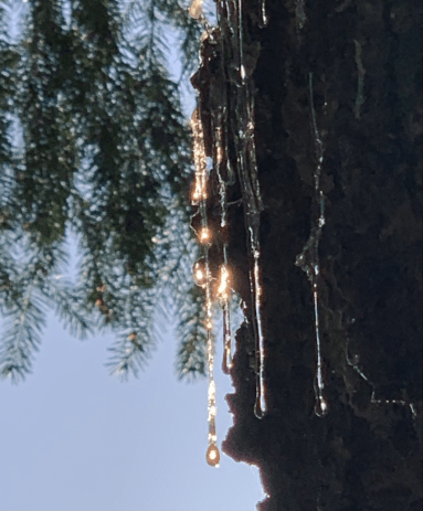 Charmel Herinckx--Forest Grove, OR--charmel44@hotmail.com