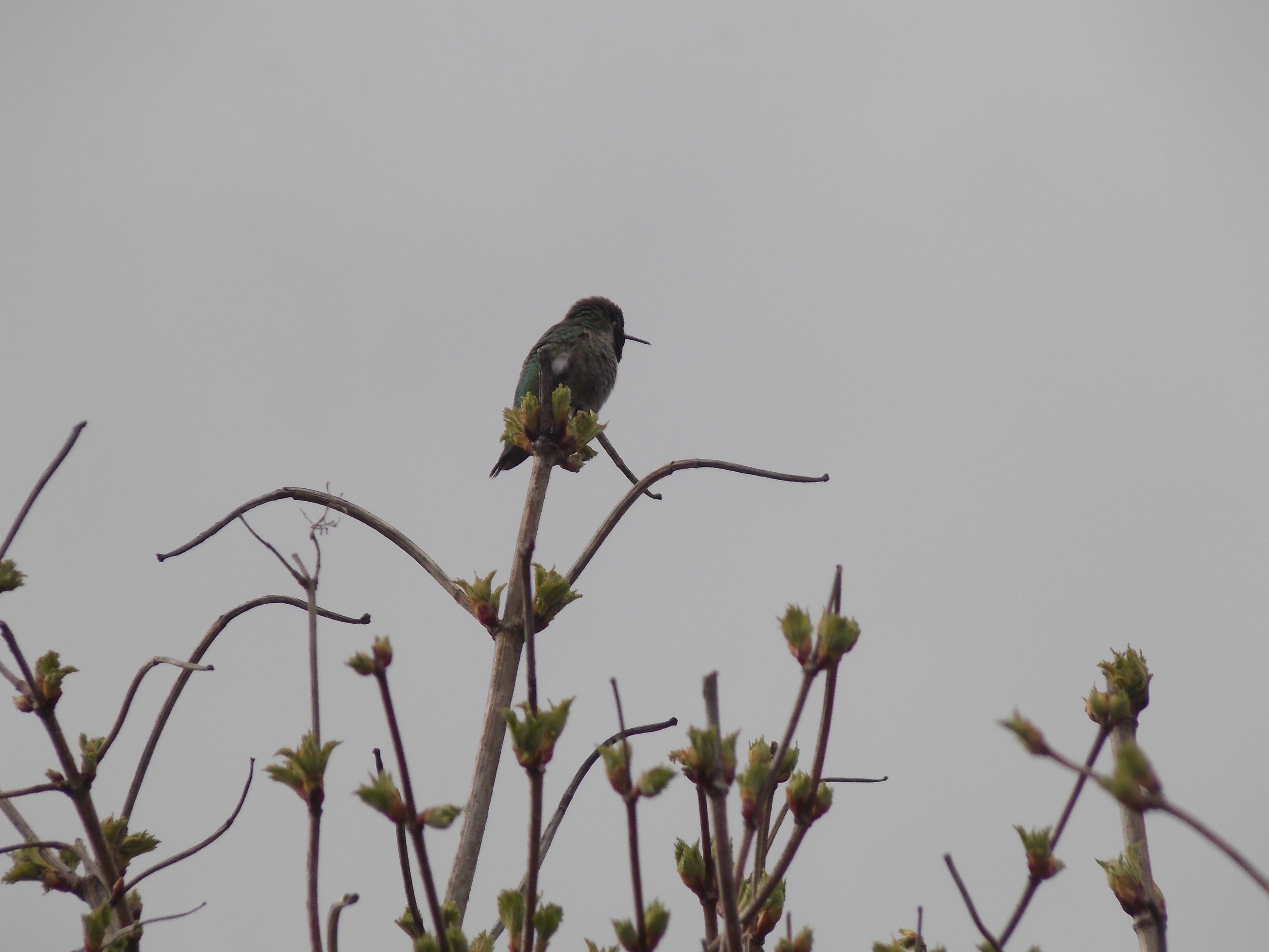 Terror Celora--terradelora@yahoo.com