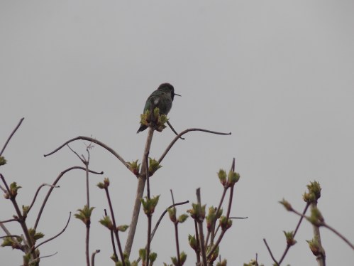 Terror Celora--terradelora@yahoo.com