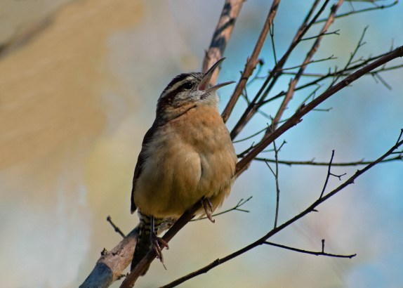 by Phylis Castelli, Singing wren